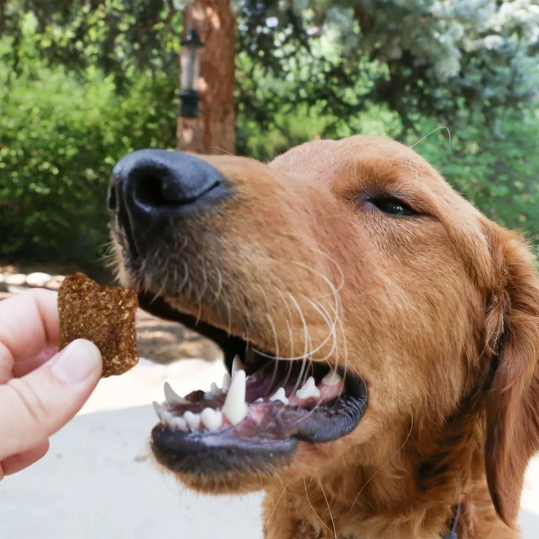 Kong Kitchen Hooked On Trout Dog Treat