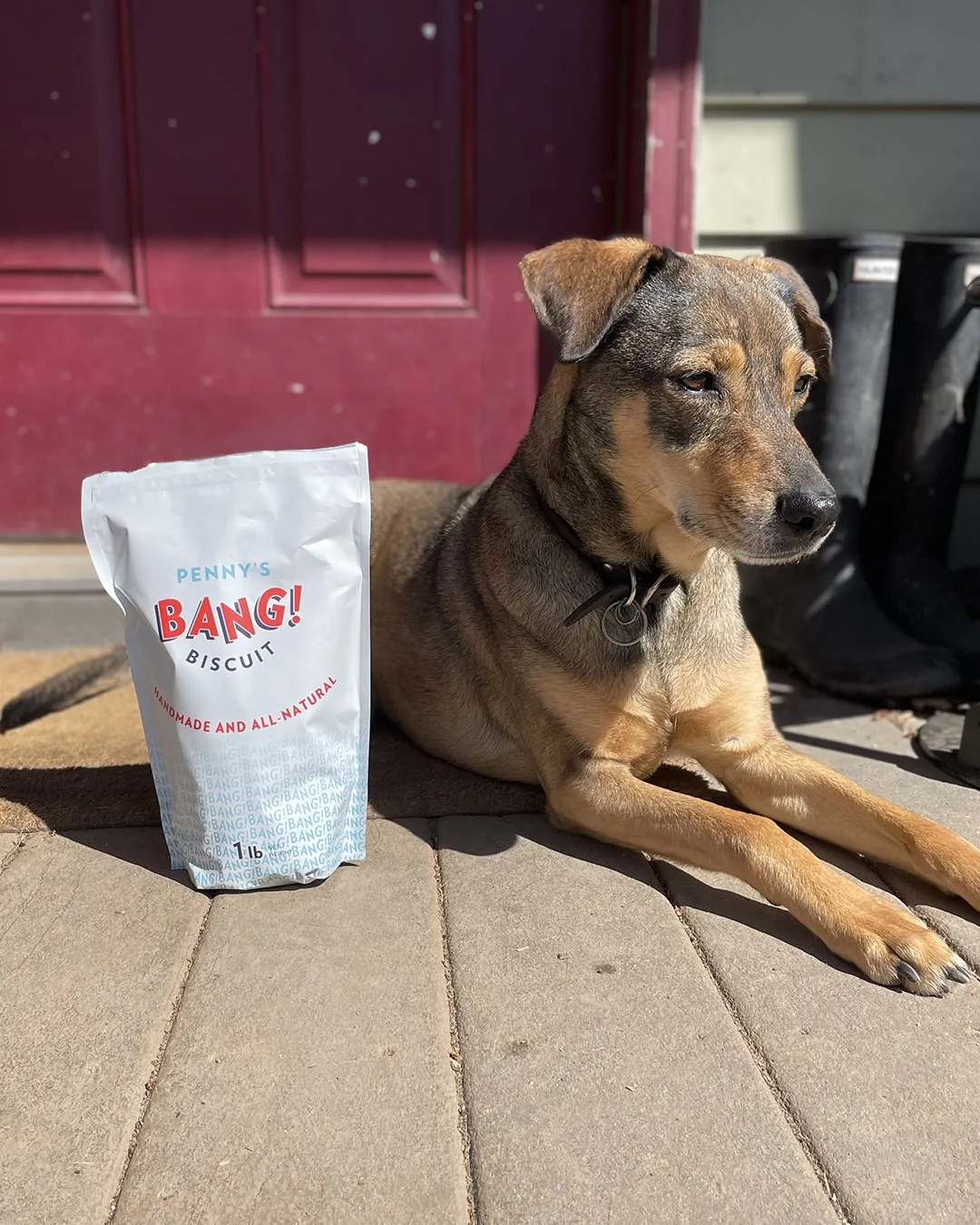 Delicious Bang Biscuits for Small Dogs by Penny - Healthy Treats for Pups